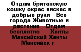 Отдам британскую кошку окрас вискас в добрые руки - Все города Животные и растения » Отдам бесплатно   . Ханты-Мансийский,Ханты-Мансийск г.